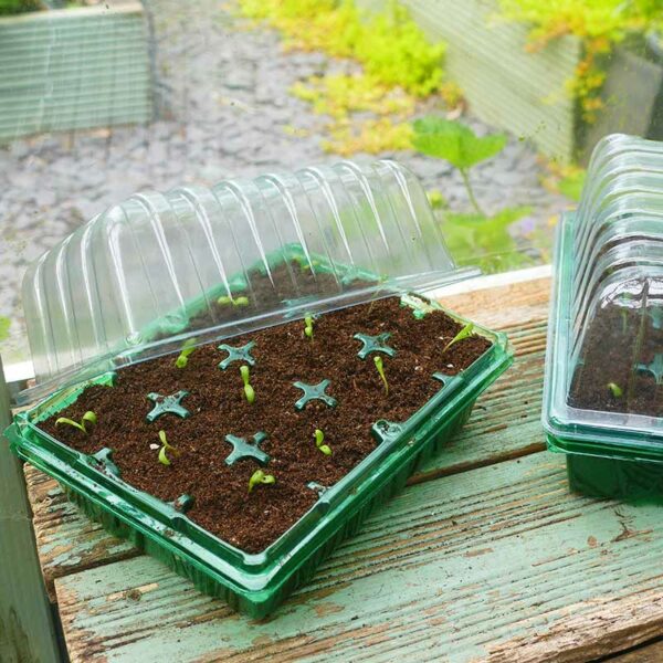 A Gro-Sure Visiroot Propagator filled with soil and juvenile seed sprouts. The transparent lid is lifted at an angle off the tray. Viewed from a wider, higher angle.