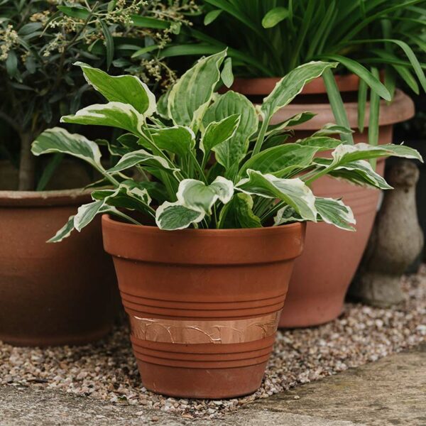 Growing Success Slug Barrier Copper Tape successfully applied around a terracotta plant pot.