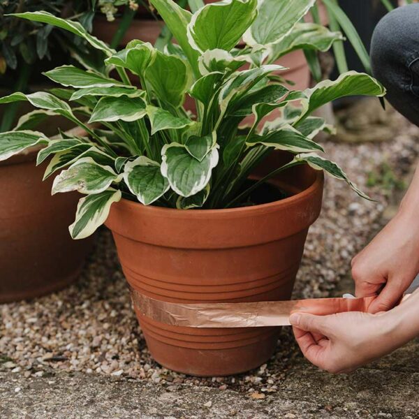 The Growing Success Slug Barrier Copper Tape being applied and stuck around a terracotta plant pot.