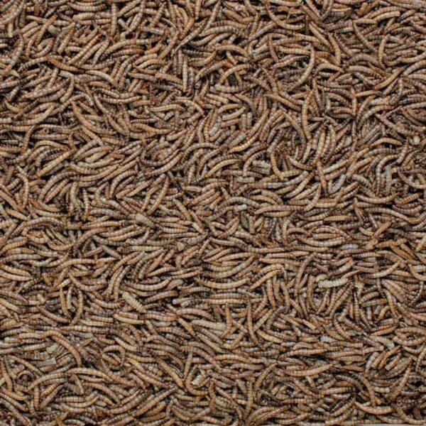 Henry Bell Mealworm detail