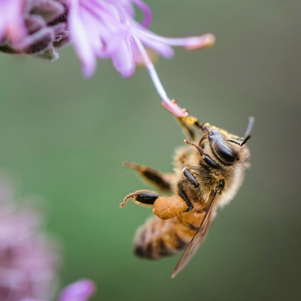 Honey Bee on FLower