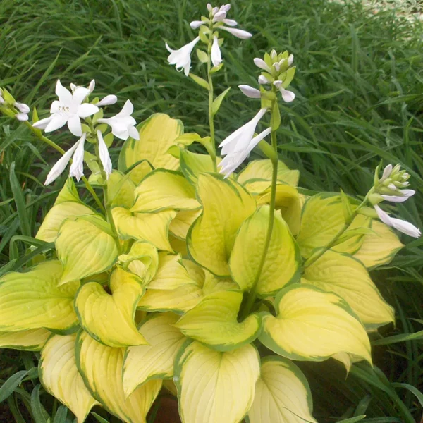 Hosta 'Stained Glass' flowers
