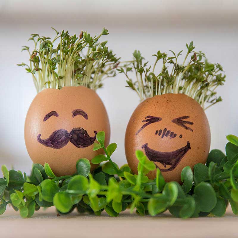 How To Grow Cress Egg Heads - Gates Garden Centre, Leicestershire