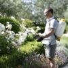 A man with the 16l Hozelock Pulsar Plus Comfort Knapsack Pressure Sprayer on his back spraying white roses.