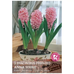 Hyacinth 'Anna Marie' (3 prepared bulbs)