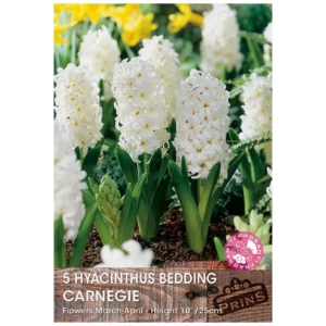 Hyacinth 'Carnegie' (5 bulbs)