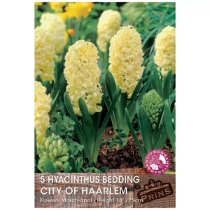 Hyacinth 'City Of Haarlem' (5 bulbs)