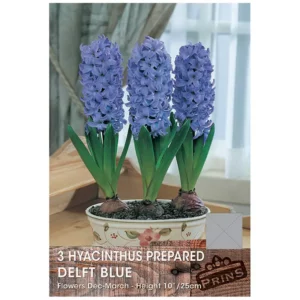 Hyacinth 'Delft Blue' (3 prepared bulbs)