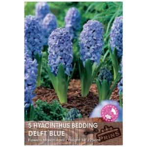 Hyacinth 'Delft Blue' (5 bulbs)