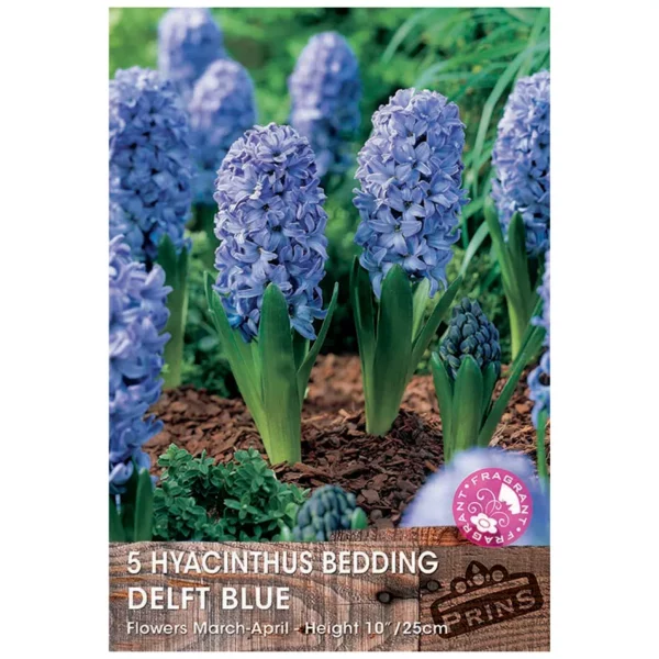 Hyacinth 'Delft Blue' (5 bulbs)