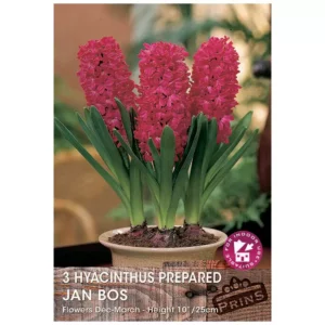 Hyacinth 'Jan Bos' (3 prepared bulbs)