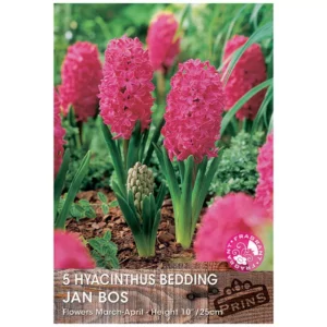 Hyacinth 'Jan Bos' (5 bulbs)