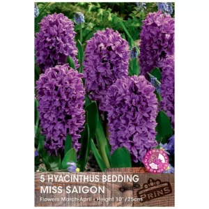 Hyacinth 'Miss Saigon' (5 bulbs)