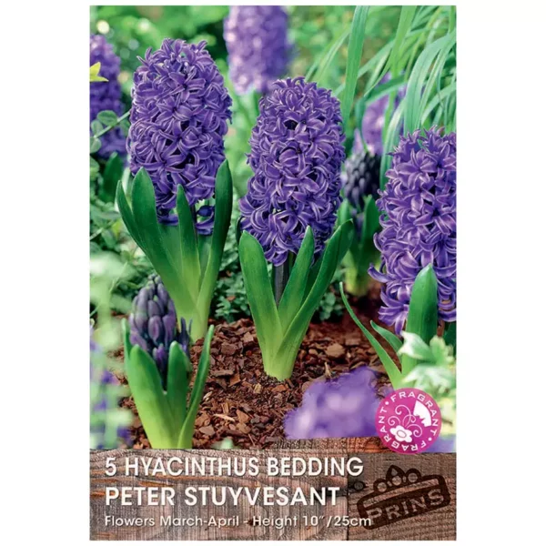 Hyacinth 'Peter Stuyvesant' (5 bulbs)