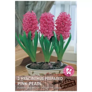 Hyacinth ‘Pink Pearl’ (3 prepared bulbs)