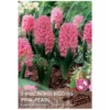 Hyacinth 'Pink Pearl' (5 bulbs)