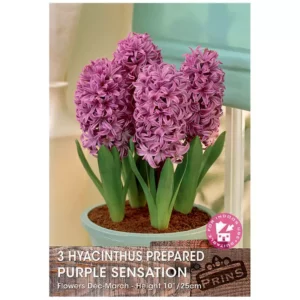 Hyacinth 'Purple Sensation' (3 prepared bulbs)
