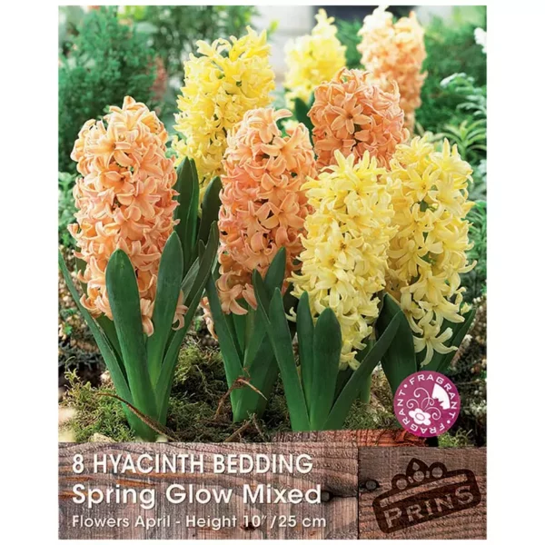 Hyacinth 'Spring Glow Mixed' (8 bulbs)