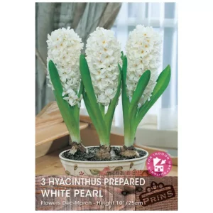 Hyacinth 'White Pearl' (3 prepared bulbs)