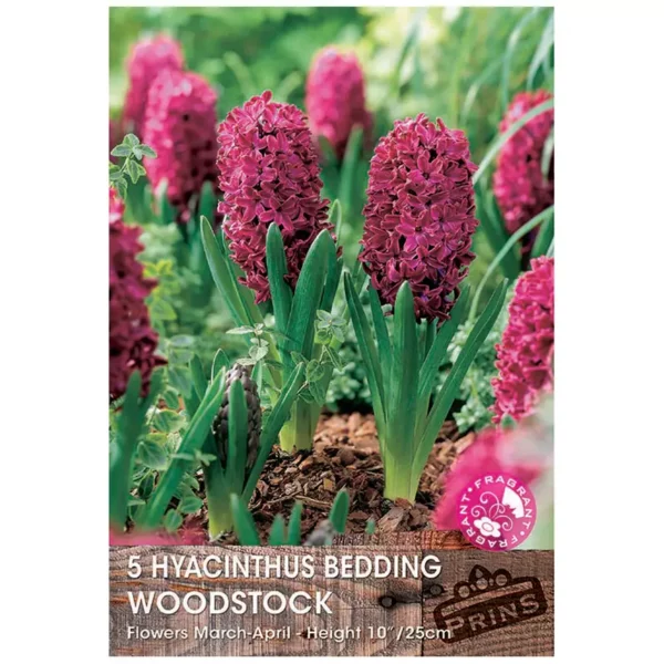Hyacinth 'Woodstock' (5 bulbs)