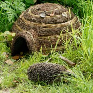 Igloo Hedgehog home in garden