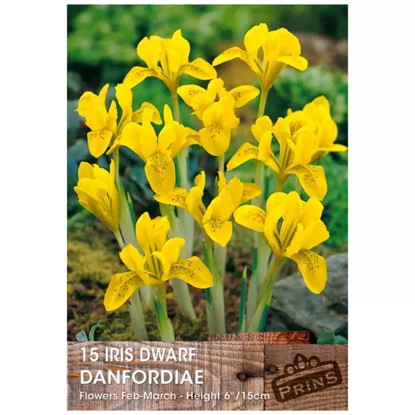 Iris danfordiae (15 bulbs)