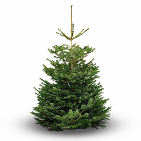 Nordmann Fir Standard Cut Real Christmas Tree