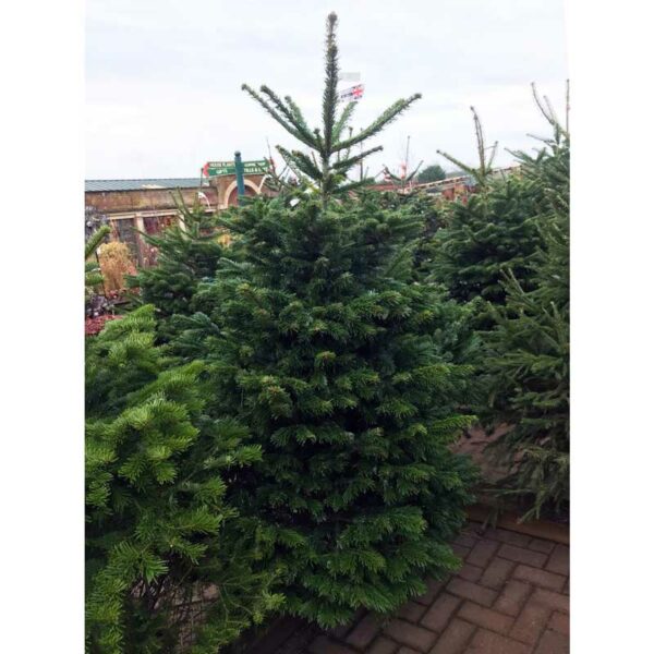 Nordmann Fir Premium Cut Real Christmas Tree