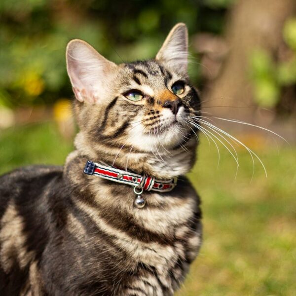 Joules Coastal Stripe Cat Collar