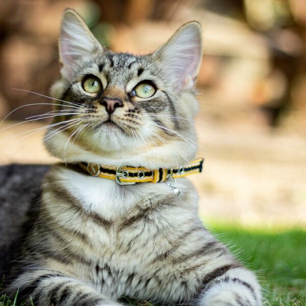 Joules Coastal Stripe Yellow Cat Collar