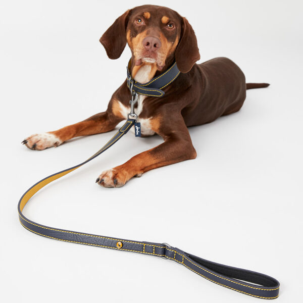 Joules French Navy Leather Dog Lead in use