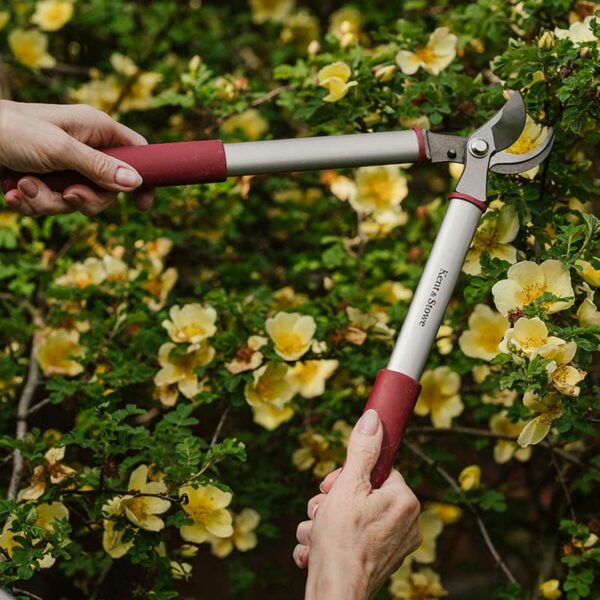 A pair of Kent & Stowe Garden Life Short Handled Bypass Loppers being held up to a yellow flowered plant. The loppers have padded red handles and silver blades.
