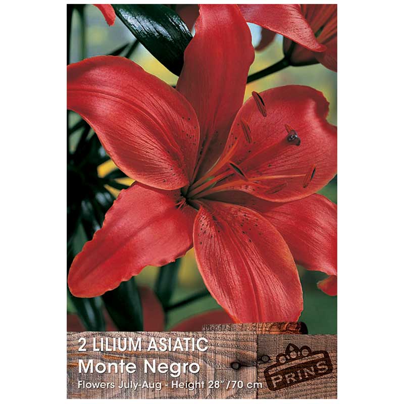 Lilium 'Asiatic Monte Negro' Bulbs For Sale