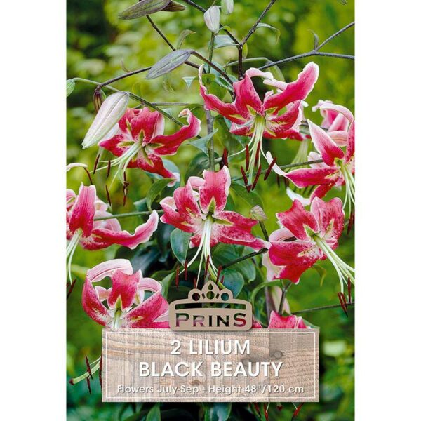 Lilium 'Black Beauty' (2 bulbs)