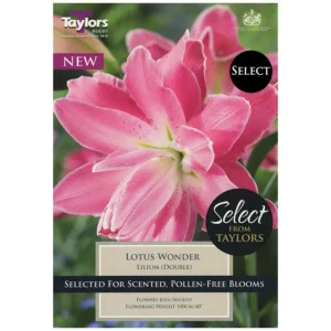 Lilium 'Lotus Wonder' (3 bulbs)