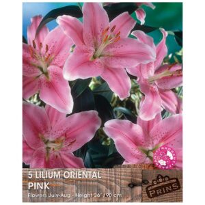 Lilium 'Oriental Pink'