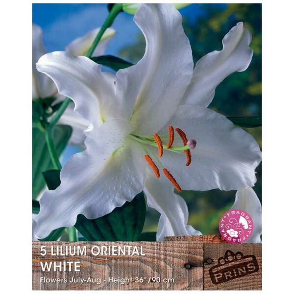 Lilium 'Oriental White'