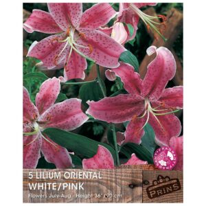 Lilium 'Oriental White/Pink'