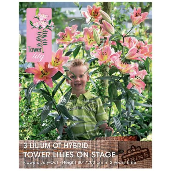 Lilium 'OT-Hybrid Tower Lilies On Stage'