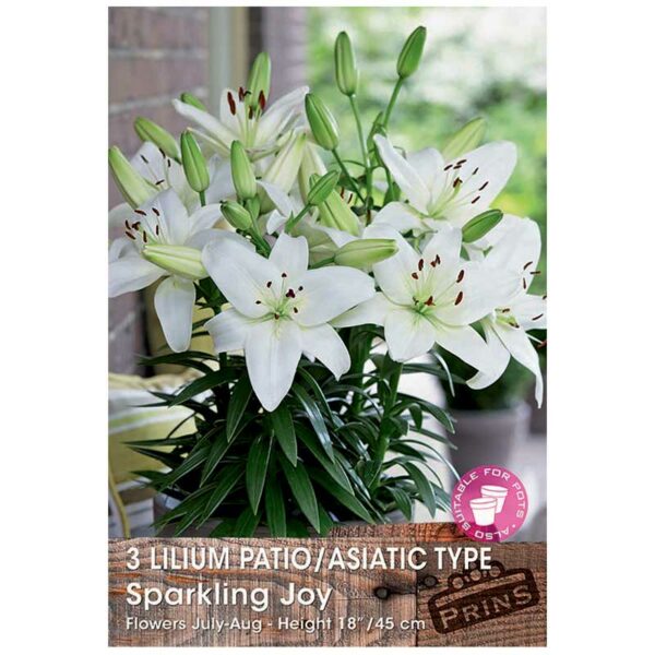 Lilium 'Patio/Asiatic Type Sparkling Joy'