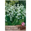 Lily of the Valley (Convallaria Majalis)