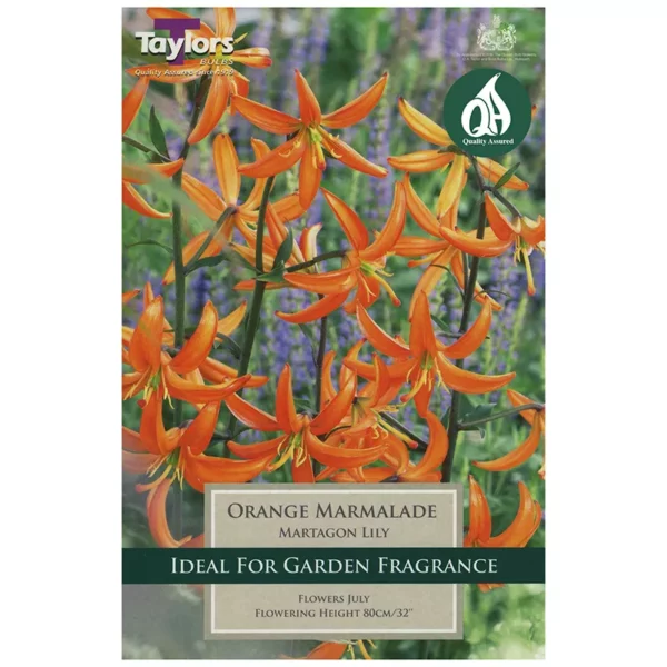 Lily 'Orange Marmalade' (2 bulbs)