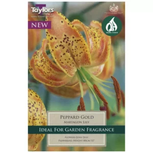 Lily 'Peppard Gold' (2 bulbs)