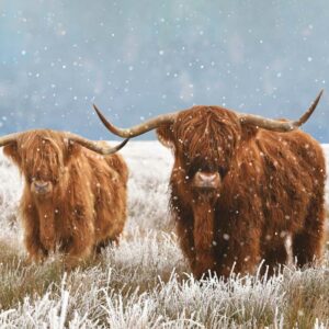 Ling Design Charity Christmas Cards - Highland Cows (Pack of 6)