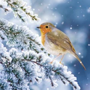 Ling Design Charity Christmas Cards - Robin On Snowy Branch (Pack of 6)