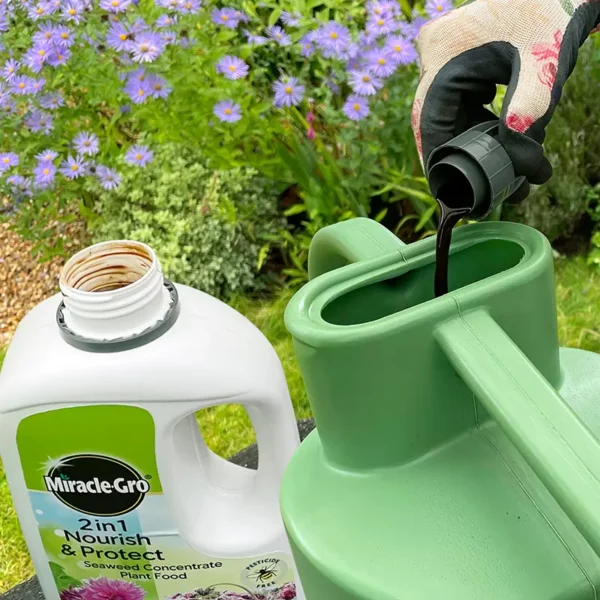 Miracle-Gro 2 in 1 Nourish & Protect Seaweed Concentrate Plant Food (800ml) adding concentrate