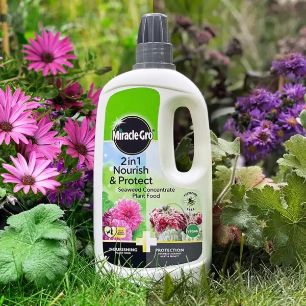 Miracle-Gro 2 in 1 Nourish & Protect Seaweed Concentrate Plant Food (800ml) on soil