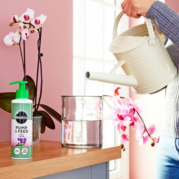 The Miracle-Gro Pump & Feed Orchid bottle next to a watering can filling a large glass cylinder.
