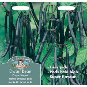 Mr Fothergill's Purple Teepee Dwarf French Bean Seeds