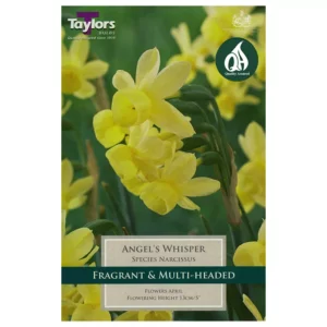 Narcissus 'Angel's Whisper' Daffodils (7 bulbs)